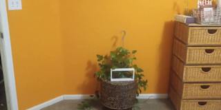 Camille's room
