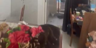 Vikas's room