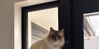 Saoirse's room