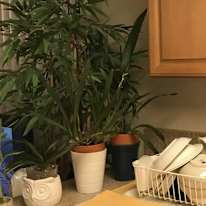 Valerie Poon's room