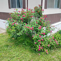 Donny Plants's room