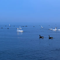 Xiao Xia Zhang's room