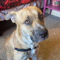 Kattrina wheelihan's room