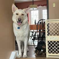 Matthew Bellefleur's room