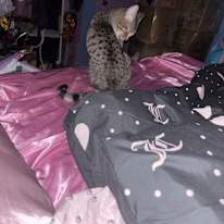 Alanna Kelly's room