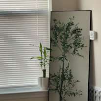 Jocey's room