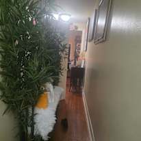 Ganesh Jailall's room