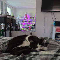 Rachel Dinar's room