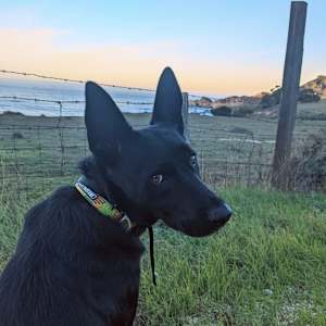 Stella