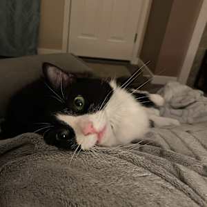 Tobi