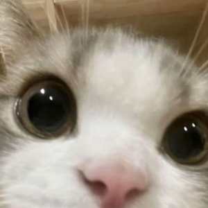 KayBee