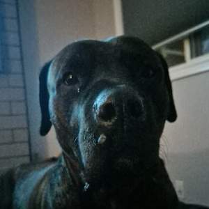 Mateo