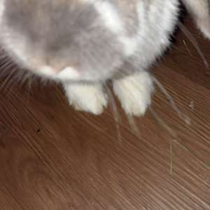 Logan