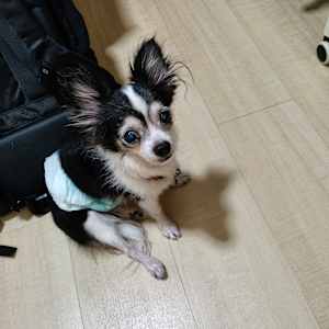 Ming