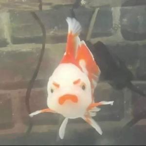 小金鱼
