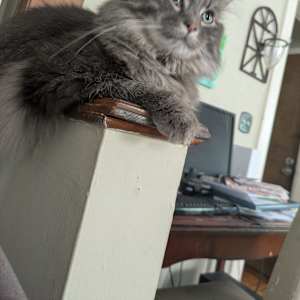 Alexander