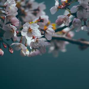 Yance Yang
