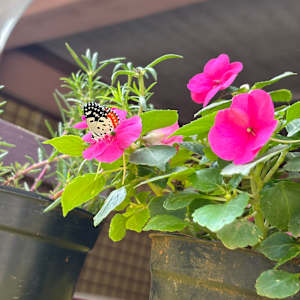 Arpitha