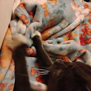 Teresa