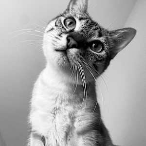 Elodie