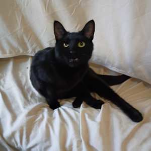 Dov