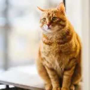 Dee