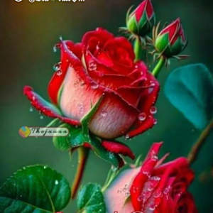 Sonu
