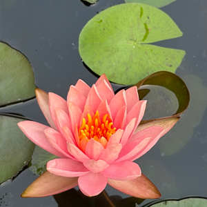 Prathiksha IS