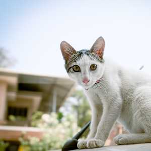 Divya