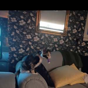 Amy
