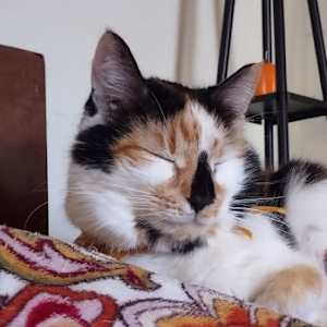 Liara