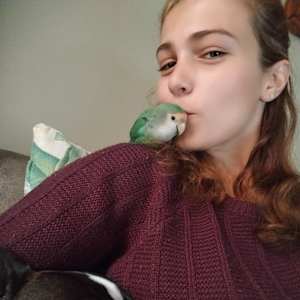 Giani