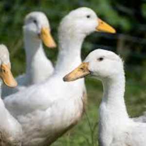 dey