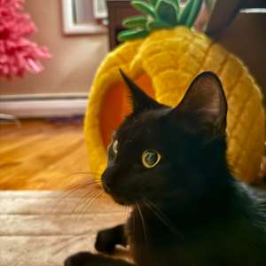 Jo
