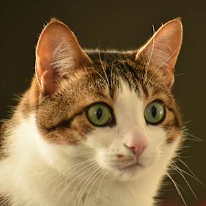 Amelia