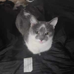 Jasper