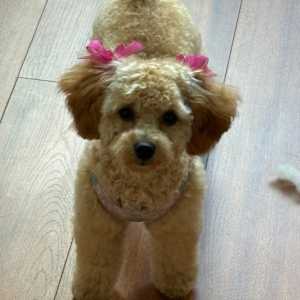 Bobbi