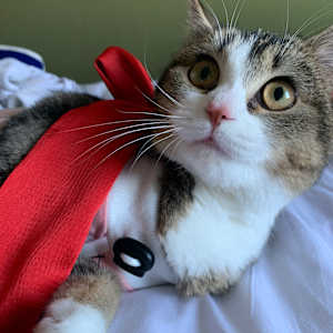 Princess