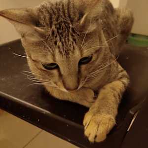 Nupur