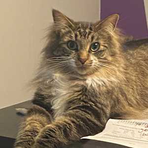 Cherie