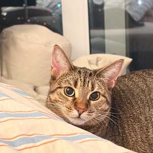 Jolie