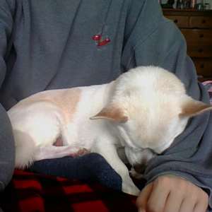 Lily