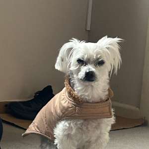 Josie