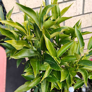 Pushpa