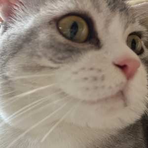 Elliot