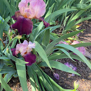 Sydney Smith
