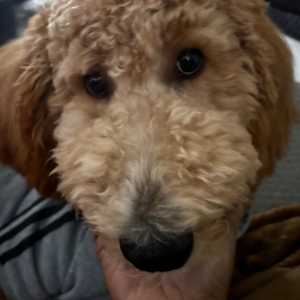 Ramona