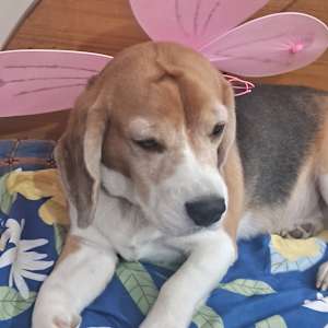 Stella