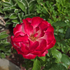 Lesley