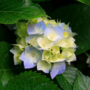 AMNA